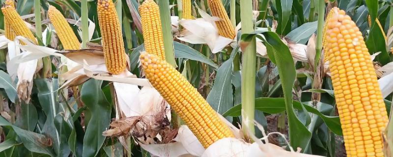 H616玉米品种简介信息，该品种中抗茎腐病吗