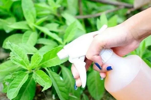 为何将食醋称作理想的叶面肥，原因是含有多种营养物质、可刺激植物的生长发育