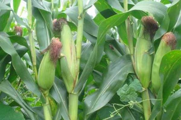 中良18玉米品种简介，种植密度不宜过大