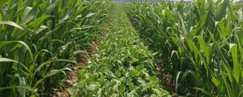 丰禾16玉米种子具有哪些特征特性，建议选择在中等肥力地块进行种植