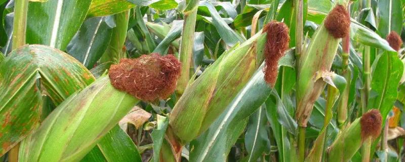 齐育307玉米种子有哪些特征特性，它属于哪种普通玉米品种