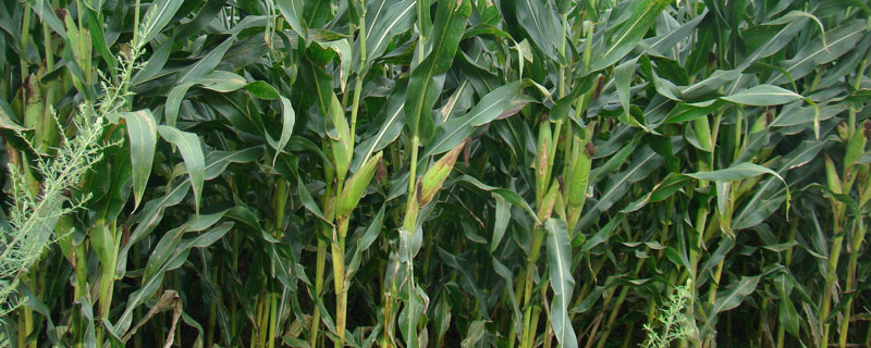 禾兴玉403玉米品种的具体特性有哪些，该品种幼苗时期的第一叶鞘颜色为紫色