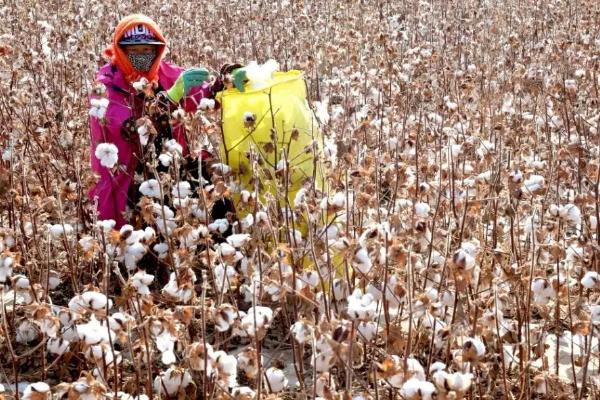 皖棉40号棉花种子特征特性，每亩密度2000~2500株