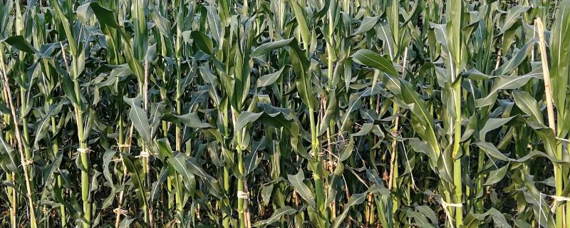 金享玉515玉米种子详细特征简介，属于普通夏玉米品种介绍