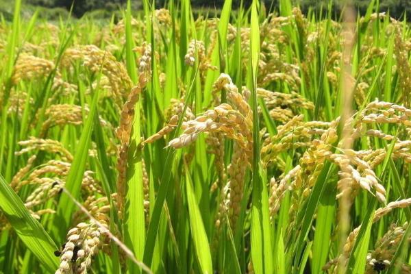 钻两优0688水稻品种简介，全生育期137.4天