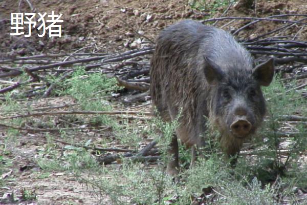 野猪和家猪的区别，牙齿、性情和成长速度均不同