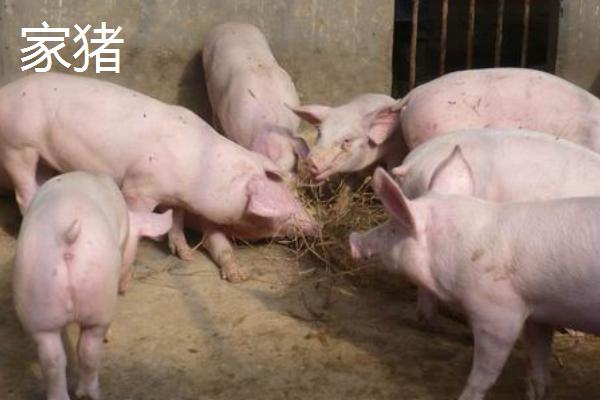 野猪和家猪的区别，牙齿、性情和成长速度均不同