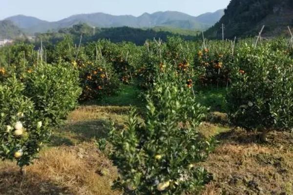 柑橘的种植方法，干旱天气要及时浇水