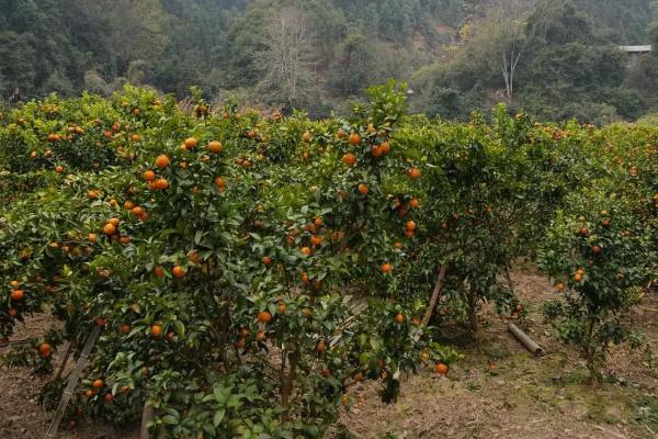 柑橘的种植方法，干旱天气要及时浇水