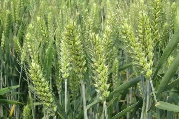 宁麦40小麦品种的特性，每亩适宜基本苗18万左右