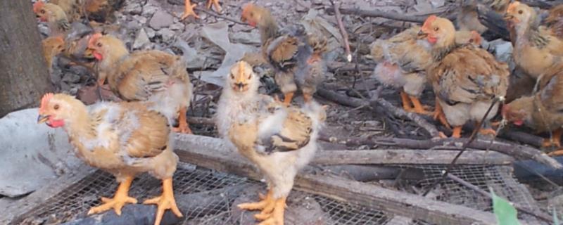 科学养殖小鸡的方法，一定要先饮水然后才能开食