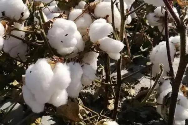 冀石370棉花种简介，全生育期124天左右