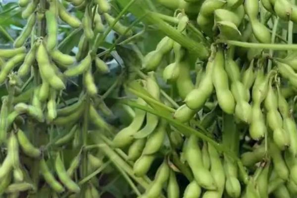 石茶色豆5号大豆种子介绍，播种深度3～5厘米