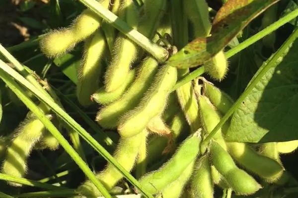 石茶色豆5号大豆种子介绍，播种深度3～5厘米