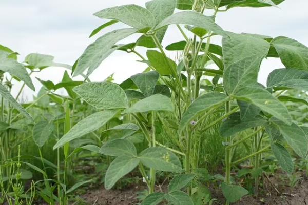 石茶色豆5号大豆种子介绍，播种深度3～5厘米