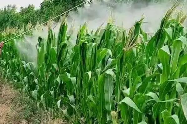 秦白糯1号玉米品种简介，中抗小斑病