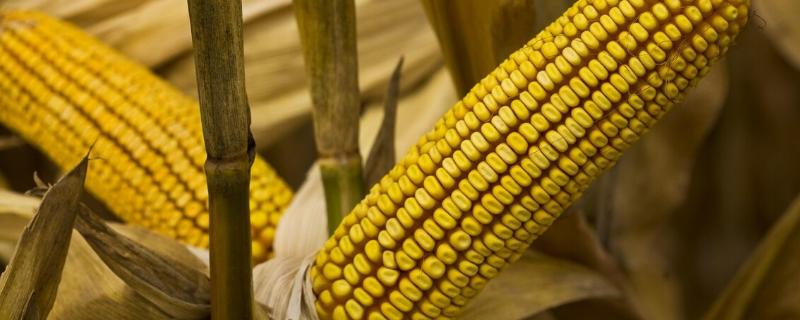 秦白糯1号玉米品种的详细介绍，该品种中等抗性的小斑病特性