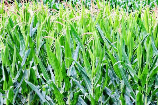 润嘉311玉米种子介绍，适宜播期为4月下旬至5月上旬