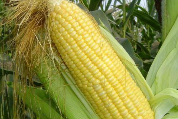 DF816玉米种子特征特性,注意防治矮花叶病