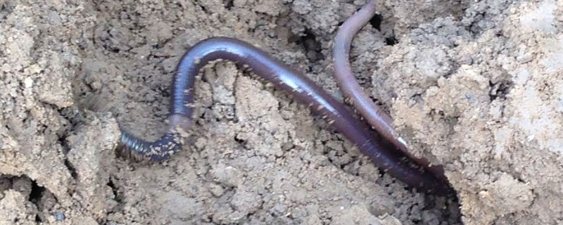蚯蚓是什么动物