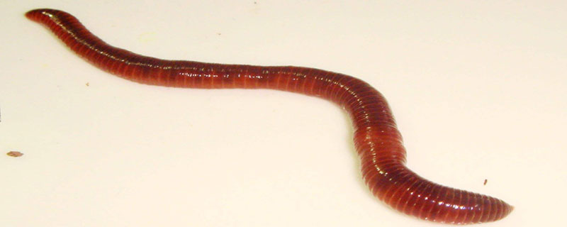 蚯蚓是益虫还是害虫