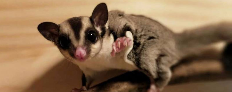 蜜袋鼯怎么训练