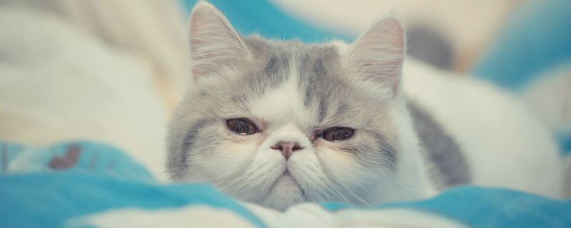 养什么猫比较好