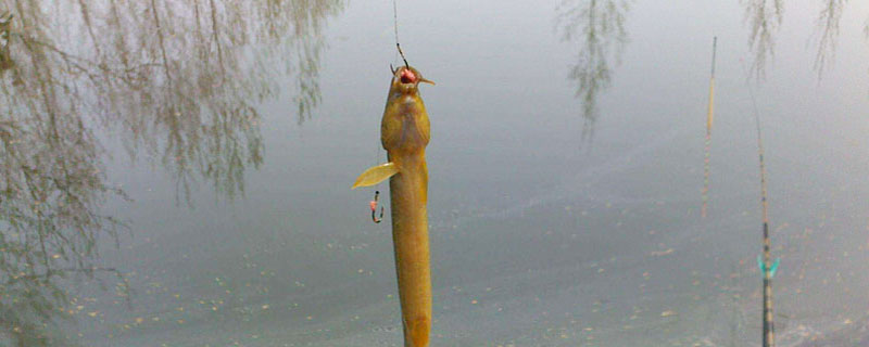 红虫钓鱼真的危险吗