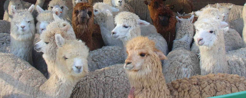 羊驼是怎么来的