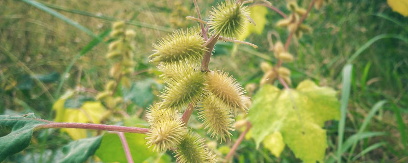 苍耳靠什么传播种子