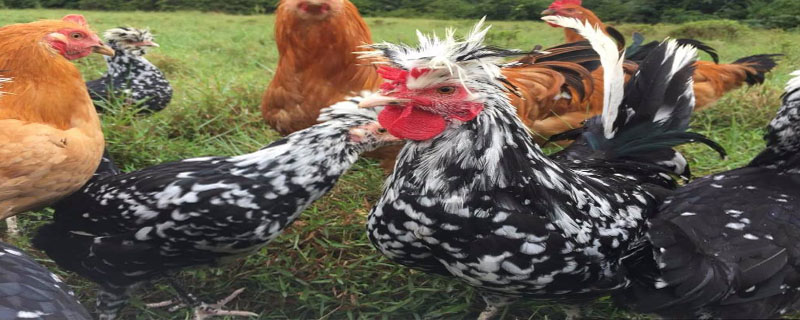 贵妃鸡几个月开始长冠