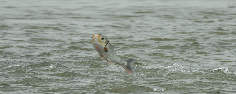 白鲢浮头怎么回事