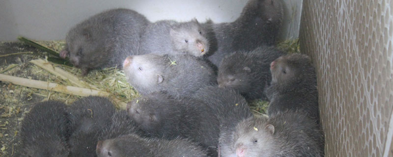 竹鼠冬天吃什么东西