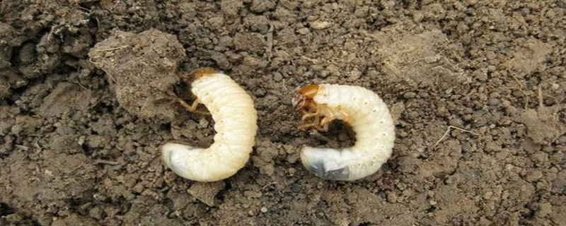 地下害虫用什么药比较管用