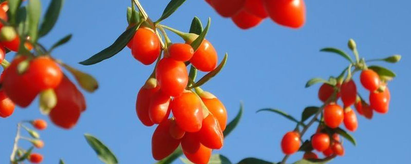 过期的枸杞还能吃吗