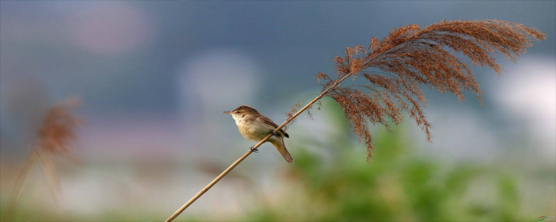苇莺鸟怎么看公母