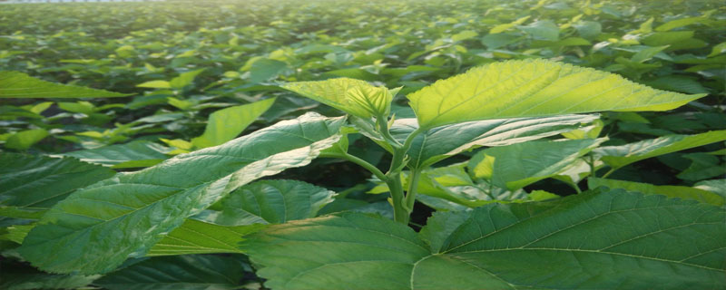 桑叶是什么