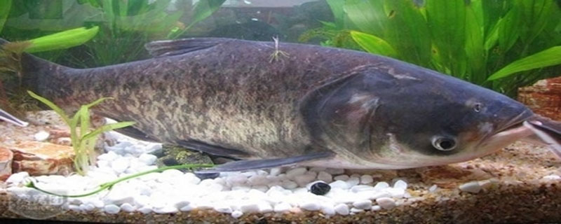 鱼塘边搭鸭棚怎样搭