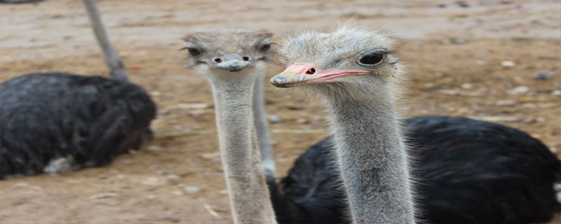 鸵鸟为什么跑得快