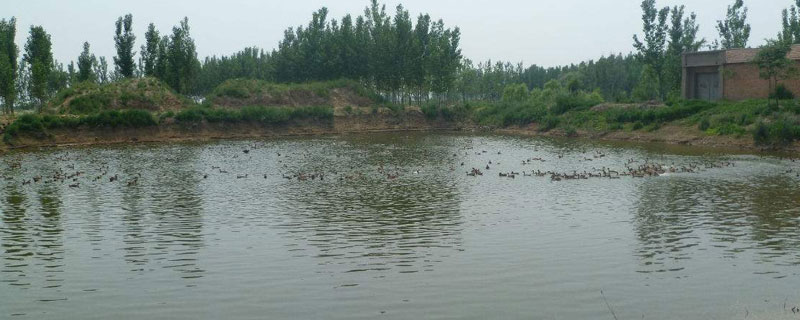 虾塘除黑鱼用什么药