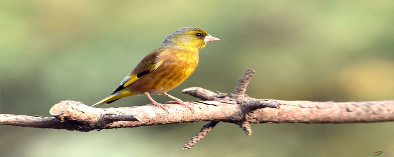 金翅雀是候鸟吗