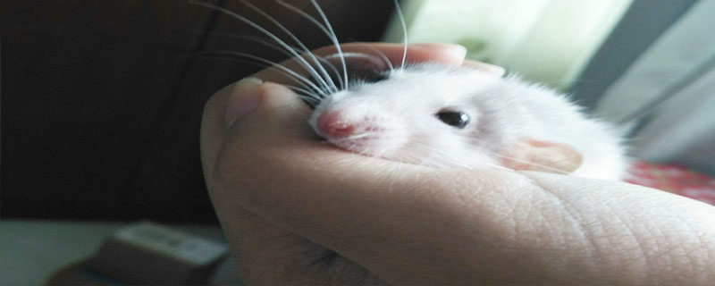 花枝鼠能长多大