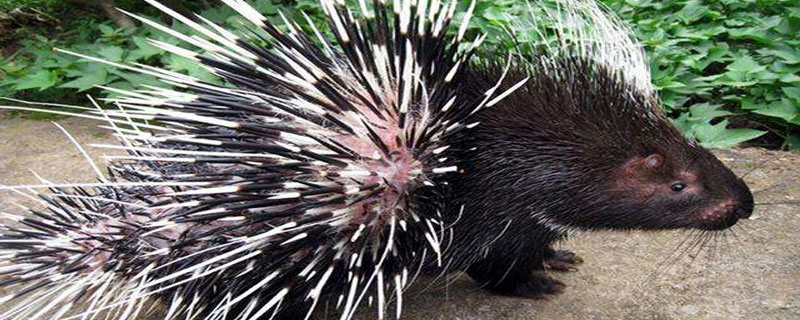 豪猪一般的销路在哪里