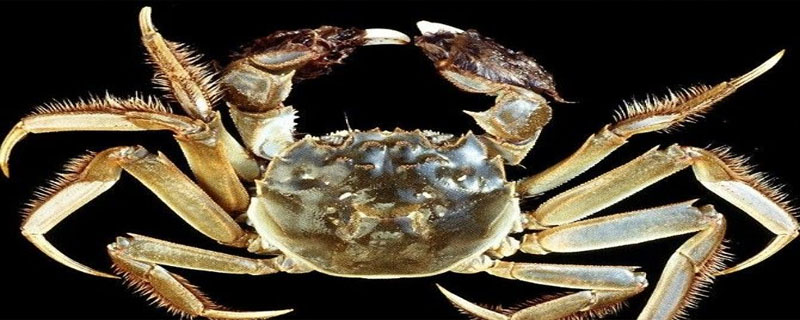 河蟹冻死了还能吃吗