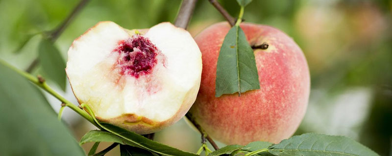 金秋红蜜桃品种介绍
