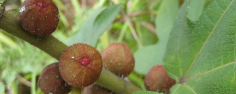 五指毛桃亩产量