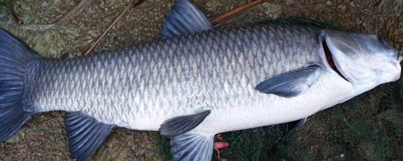 青鱼翻水是什么原因