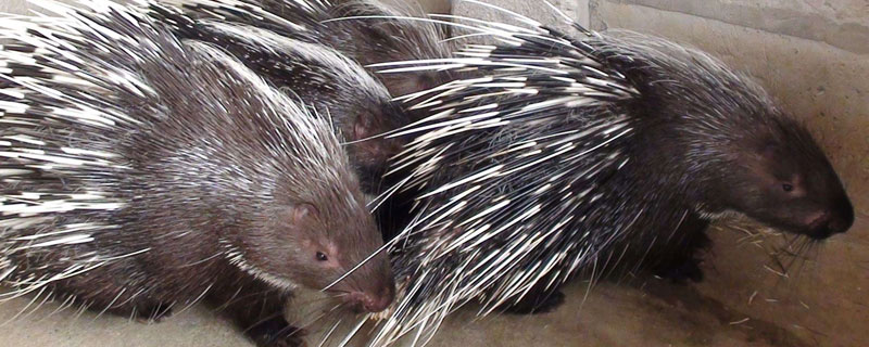 豪猪选种猪怎么选