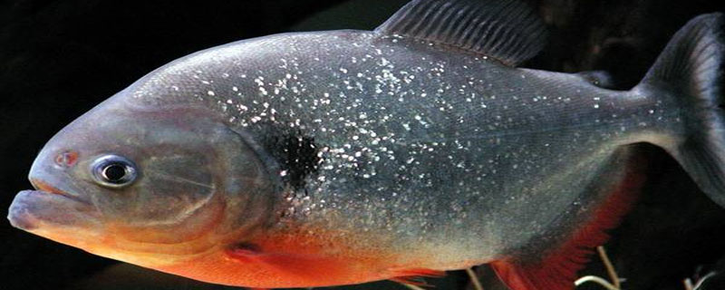 白鲳鱼缸可以养吗