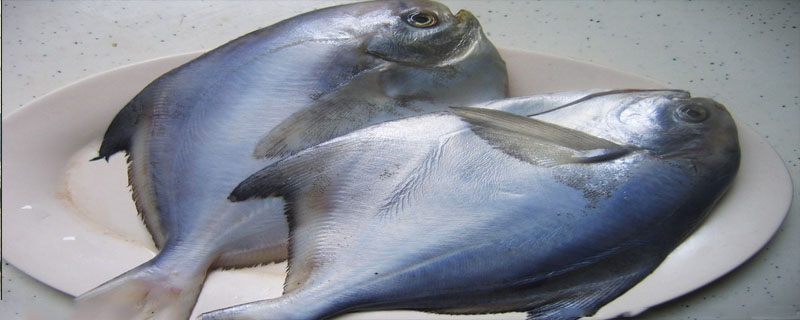 白鲳鱼是底层鱼吗